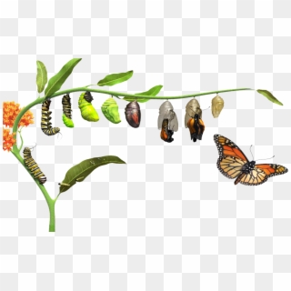 Butterfly Life Cycle - Butterfly Life Cycle Png, Transparent Png