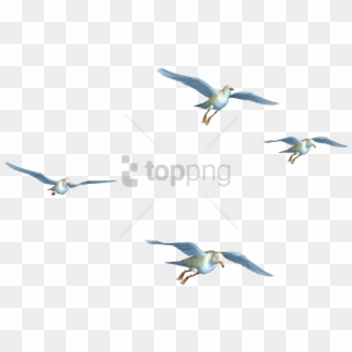 Free Png Flying Birds Images Png Image With Transparent - Flying Birds Png Hd, Png Download