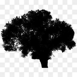 Input Thick Trunk Tree Silhouette, HD Png Download