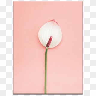 Retro Lily - Anthurium, HD Png Download