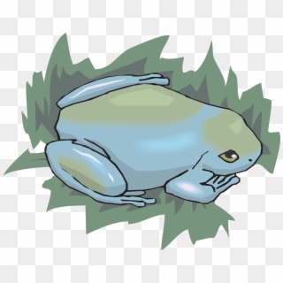Frog Amphibian Rainforest Jungle Png Image - Cartoon, Transparent Png