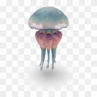 Jellyfish Free Png Image - Penny Bun, Transparent Png