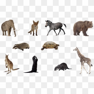 Animals Png Set By Mossi889-d4uye4q - Animals Png Download, Transparent Png
