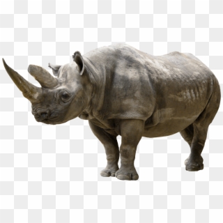 Rhinoceros Png Clip Art - Rhinoceros Png, Transparent Png