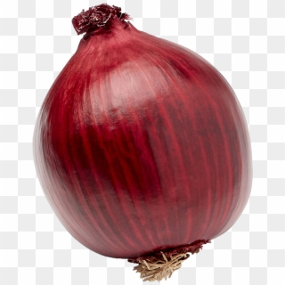 One Onion, HD Png Download