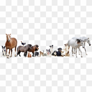 Animals Group Png - Farm Animals And Pets, Transparent Png