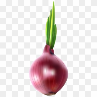 Onion Clipart, HD Png Download