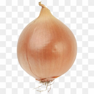 Onion Png Image - Onion With No Background, Transparent Png