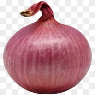 Single Onion Png Download Image - Single Onion Png, Transparent Png