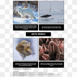 Arctic Animals - Polar Bear, HD Png Download