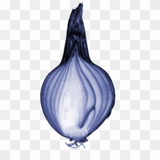 Vegetative Reproduction In Onion , Png Download - Onion Is Stem Or Root, Transparent Png