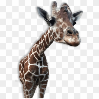 Giraffe Transparent - Animal Png Transparent Backgrounds, Png Download