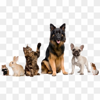 We Care For Many Kinds Of Animals - Vet Animals, HD Png Download