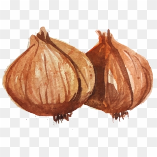 Drawn Onion White Png - Drawing Shallot Png, Transparent Png