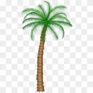 Palm Tree Png Clipart - Real Palm Tree Transparent Background, Png Download