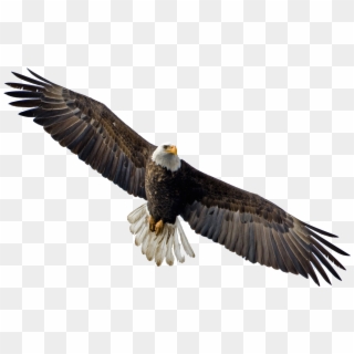 Flying Eagle Png Image - Flying Eagle Transparent Background, Png Download