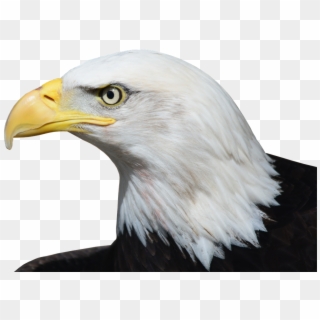 Eagle PNG Transparent For Free Download - PngFind