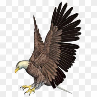 Bald Eagle Png Hd - Eagle Png, Transparent Png