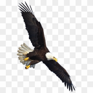 Eagle Png Image, Free Download - Eagle Flying Png, Transparent Png