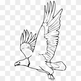This Free Icons Png Design Of Coloring Book Bald Eagle, Transparent Png
