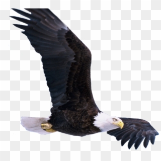 Bald Eagle Png Transparent Images - Bald Eagle, Png Download