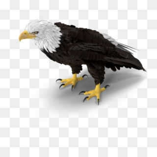 Bald Eagle Png Download Image - Bald Eagle Png, Transparent Png