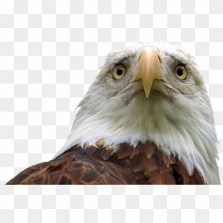 Animalsad Bald Eagle - Cowboys Beat The Eagles, HD Png Download