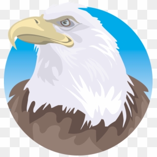 Free Bald - Bald Eagle, HD Png Download