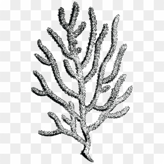 Free Clipart Of A Coral - Coral Clipart Black And White Png, Transparent Png