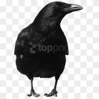 Free Png Download Black Crow Standing Png Images Background - Crow Png, Transparent Png