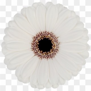 Snoopy® - Barberton Daisy, HD Png Download