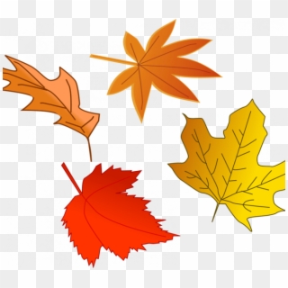 Autumn Leaves Pictures Free Leaf Autumn Free Stock - Fall Leaves Illustration, HD Png Download