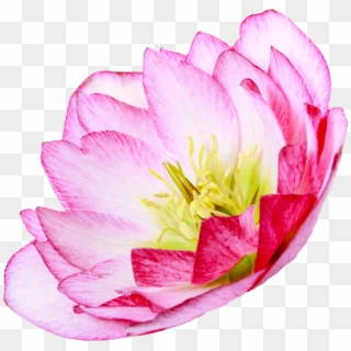 Mother's Day Brunch - Water Lily, HD Png Download