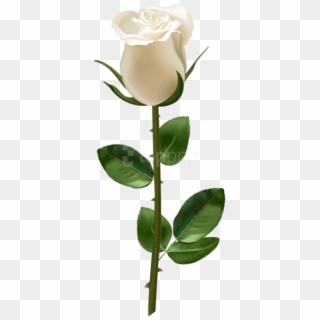 Free Png Download Rose With Stem White Png Images Background - Red Rose With Stem, Transparent Png