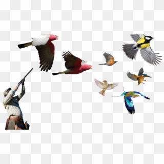 If Birds In A Truck Fly, Does The Truck Get Lighter - Flock, HD Png Download