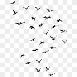 #ftestickers #birds #flock #bird #silhouette #animal - Flock, HD Png Download