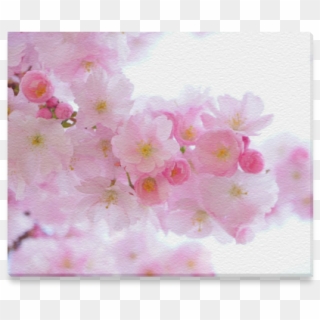 Beautiful Pink Japanese Cherry Tree Blossom Canvas - Cherry Blossom, HD Png Download