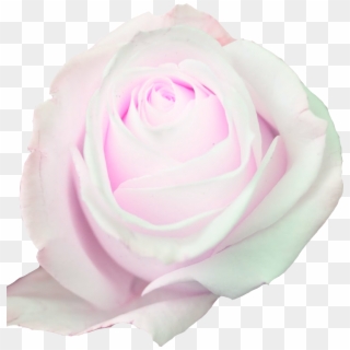 Rosas Png - Floribunda, Transparent Png