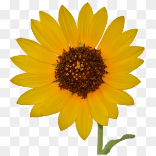 Sunflowerimg 2257 Wp2, HD Png Download