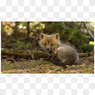 Baby Fox - Wallpaper, HD Png Download