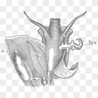 Littoridina Gaudichaudii 2 - Illustration, HD Png Download