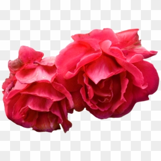 Download High Resolution Png - Garden Roses, Transparent Png