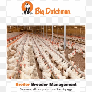 Broiler Breader Management - Big Dutchman Egg Collection System, HD Png Download