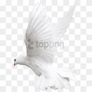 Free Png White Bird For Editing Png Image With Transparent - Dove Bird Flying Png, Png Download