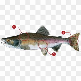 How To Identify A Pink Salmon - Coastal Cutthroat Trout, HD Png Download