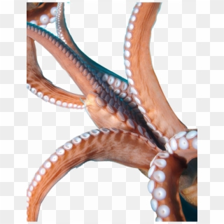 Octopus Tentacles Png Image - Octopus Tentacles Png, Transparent Png