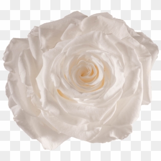 Preserved White Rose, HD Png Download