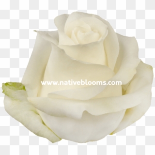 White Roses - Garden Roses, HD Png Download