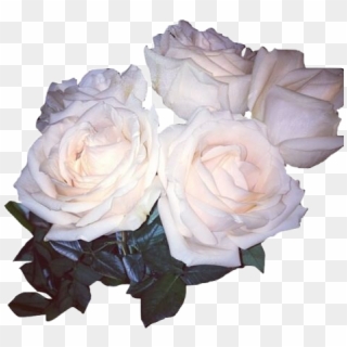 White Aesthetic Flowers Png - White Roses Tumblr Png, Transparent Png