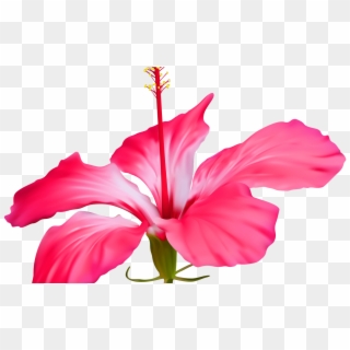 15 Hawaiian Flower Png For Free Download On Mbtskoudsalg - Clipart Petal Of Flower, Transparent Png